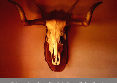 Paisano Longhorn Skull, J. Frank Dobie Ranch by Jim Bones