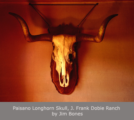 Paisano Longhorn Skull, J. Frank Dobie Ranch by Jim Bones