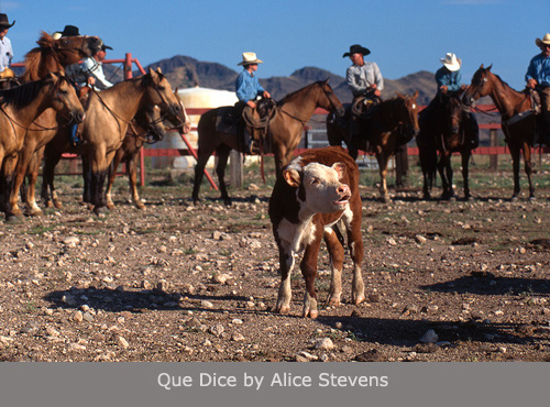 Que Dice by Alice Stevens