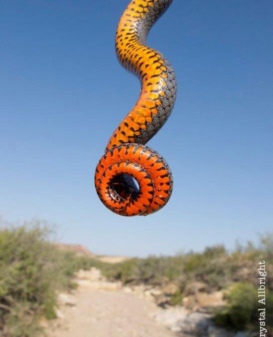 3.-Crystal-Allbright