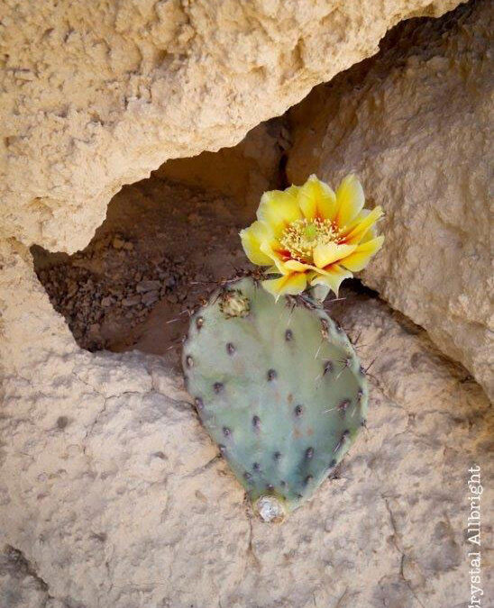 3A.-Crystal-Allbright