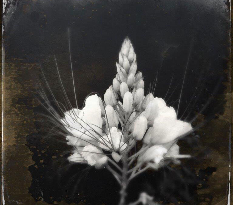 5.-Flora-Domesticas,-Steve-Goff