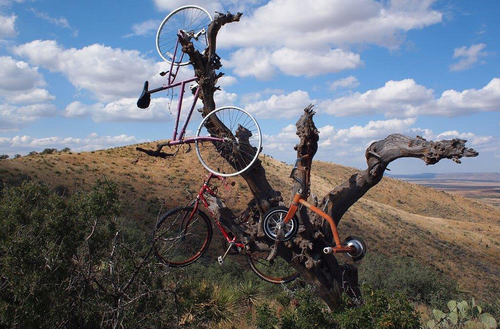 6.-The-BicycleTree,-Matt-Walter