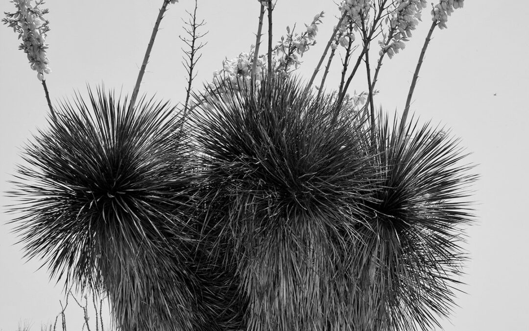 Blooming Yucca #2