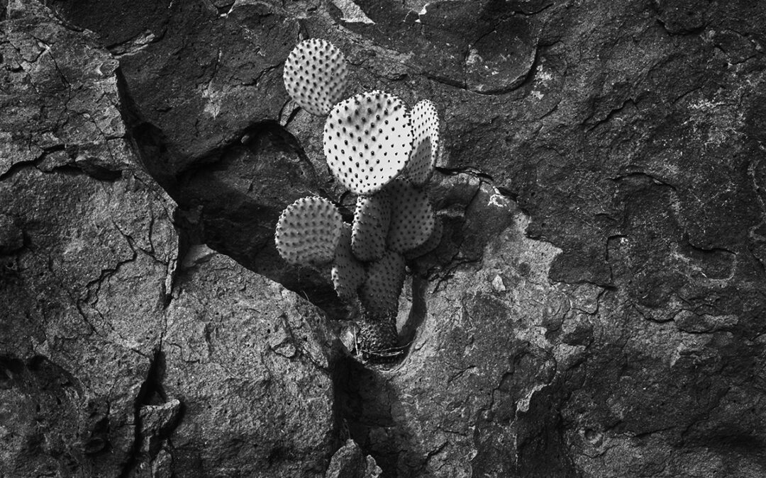 Cactus In Rock
