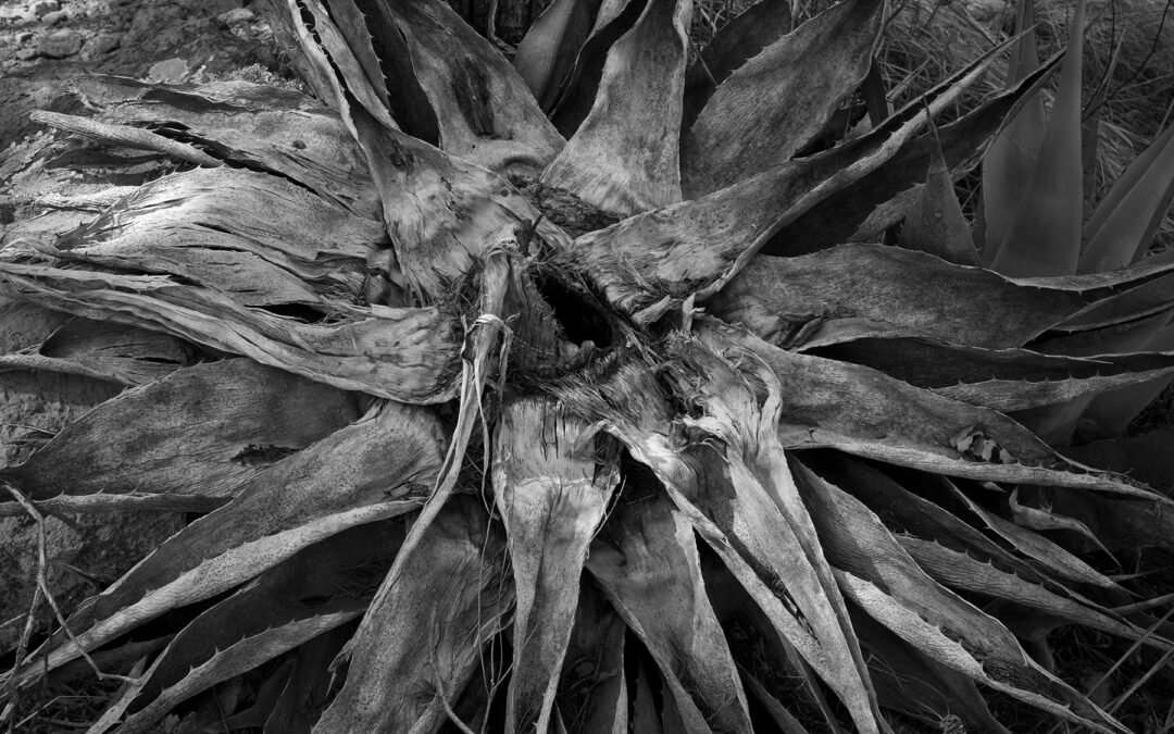 Dead Agave