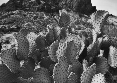 Desert Prickly Pear