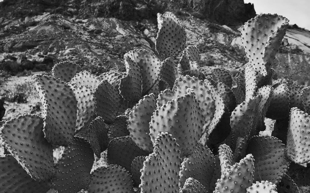 Desert Prickly Pear