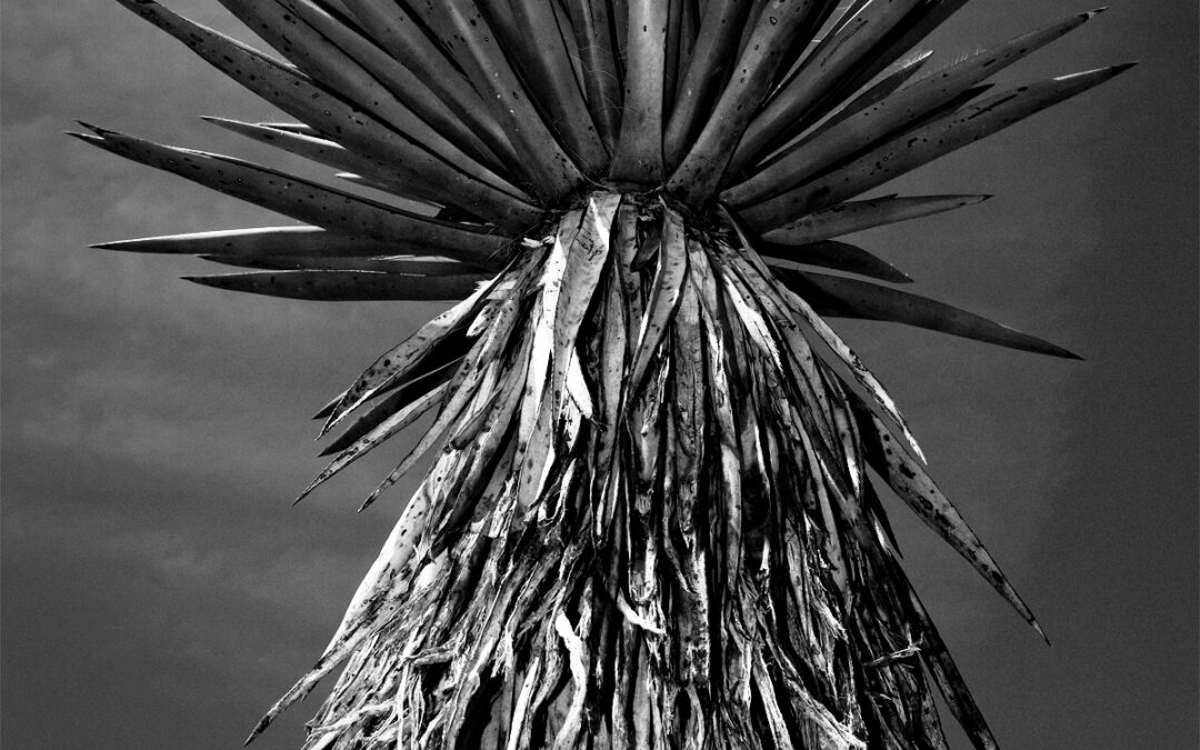 Giant Dagger Yucca