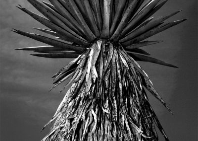 Giant Dagger Yucca
