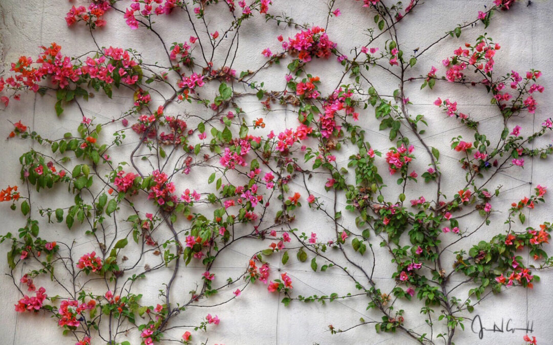 Climbing Vines by Jean Cornell