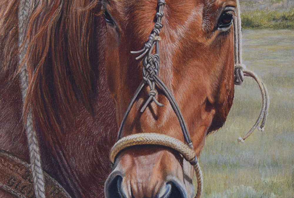 Marty and the Albin Hackamore by Kathryn Leitner – SOLD
