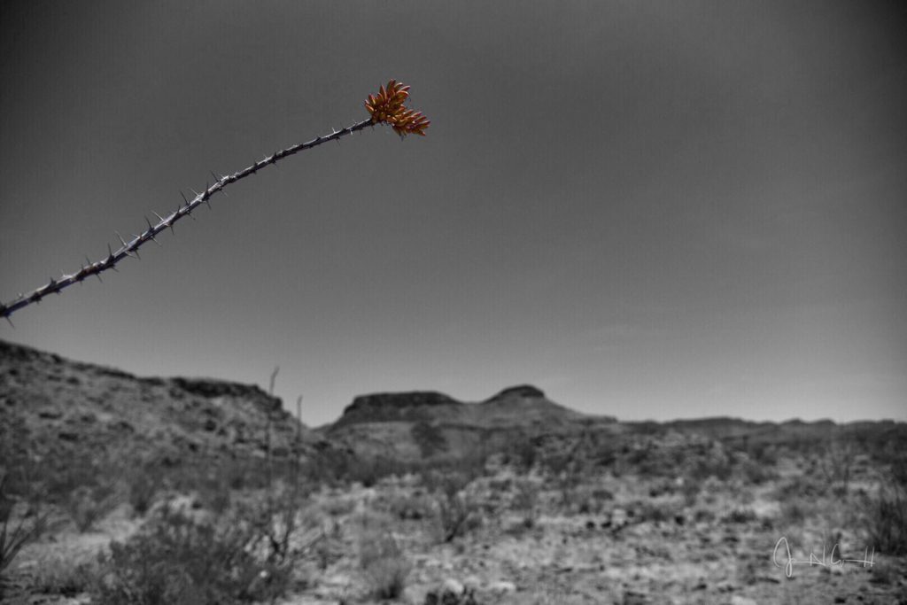 One Ocotillo Museum of the Big Bend