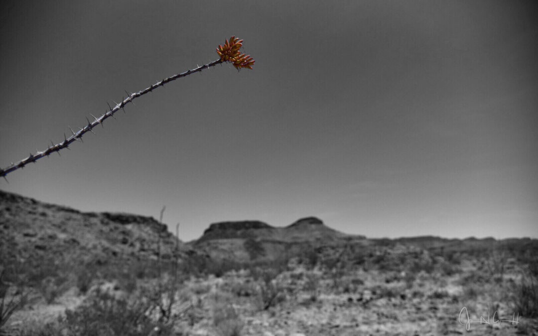 One Ocotillo by Jean Cornell