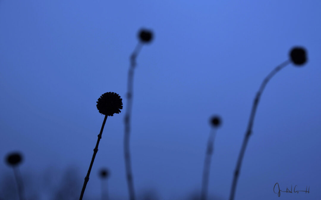 Pom Poms by Jean Cornell