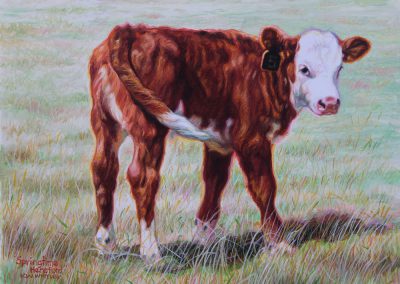 Springtime Hereford by K. W. Whitley – SOLD