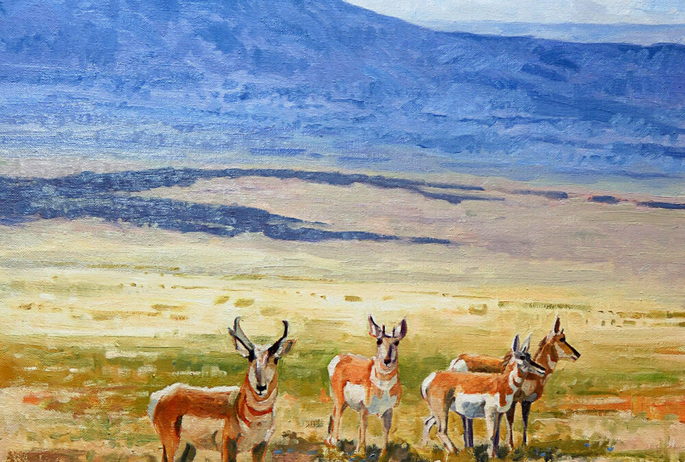 West Texas Pronghorns by Tom Paulson