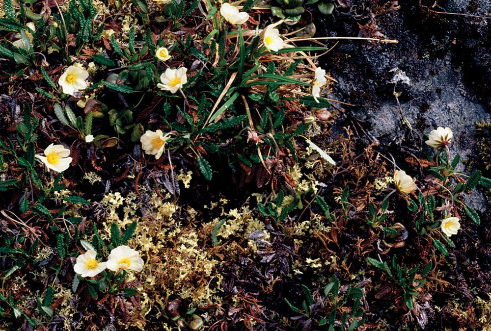 Tundra Lichen, Moss, Dryas Flowers, North Slope, Brooks Range, Alaska