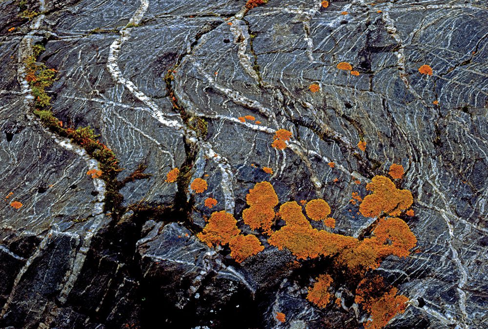 Lichen, Folded Metamorphic Rock, Chugach Mountains, Alaska