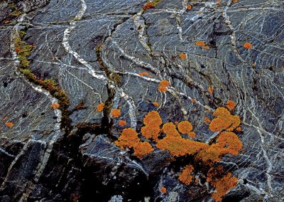 Lichen, Folded Metamorphic Rock, Chugach Mountains, Alaska