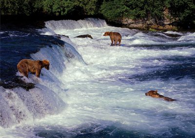 Three Grizzly Bears Salmon Fishing, Katmai, Alaska