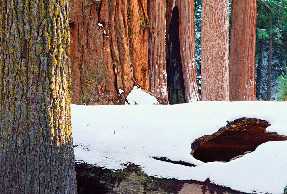 Giant Sequoia, Pine, Fir Friends, Sierra Nevada, California