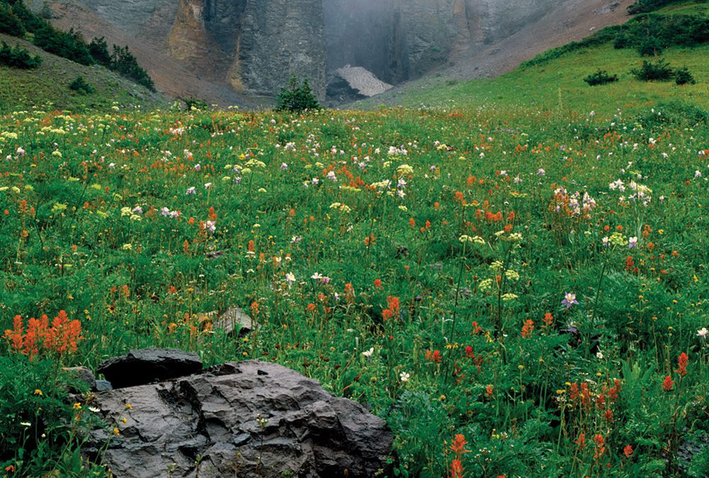 Pinnacles, Fog, Wildflowers, Mount Sneffels, San Juan Mountains, Colorado