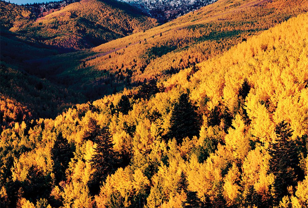 Autumn Aspens, Sangre de Cristo Mountains, New Mexico