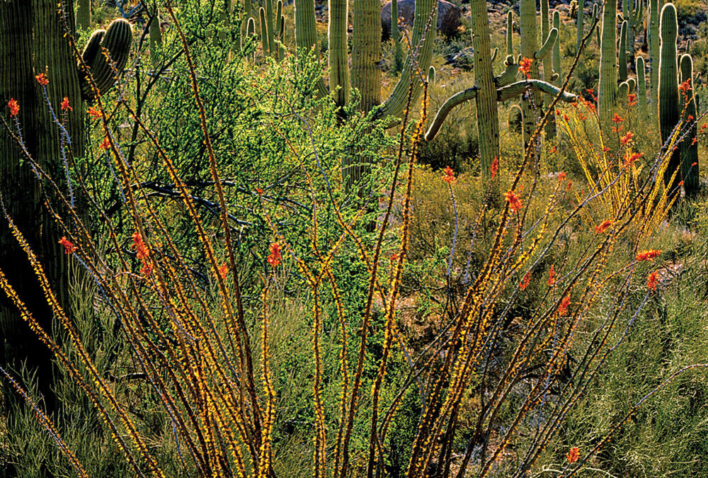 Saguaro, Ocotillo, Acacia, Larrea, Sonoran Desert, Arizona