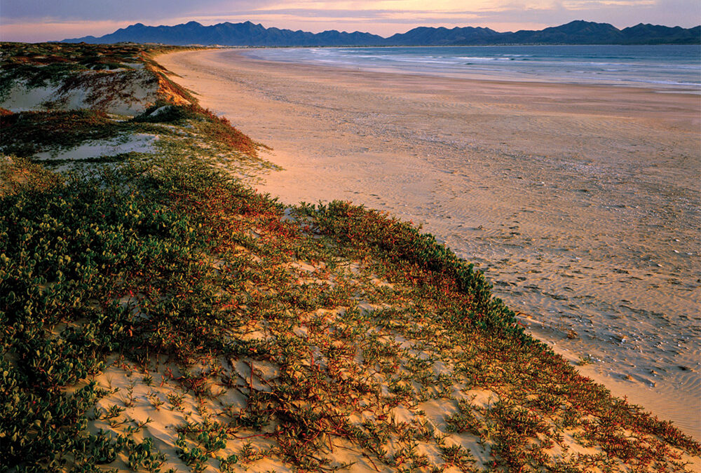 Iceplant, Magdalena Island, Pacific Ocean, Baja California Sur, Mexico