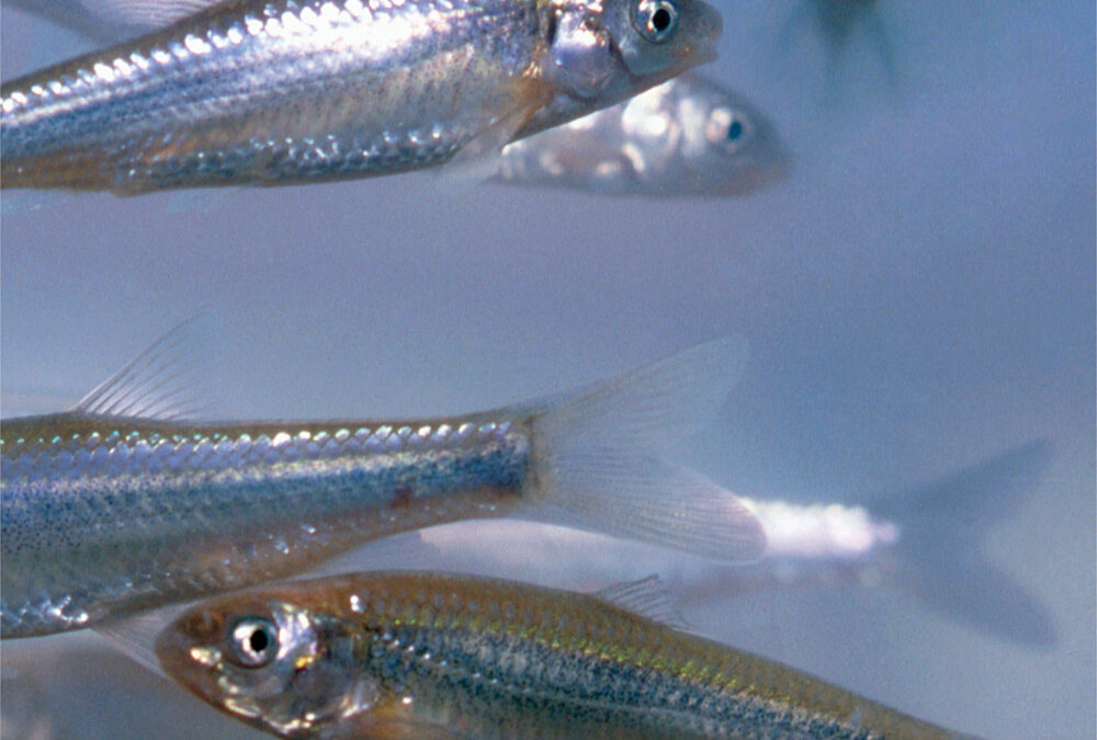 Endangered Rio Grande Silvery Minnows, New Mexico