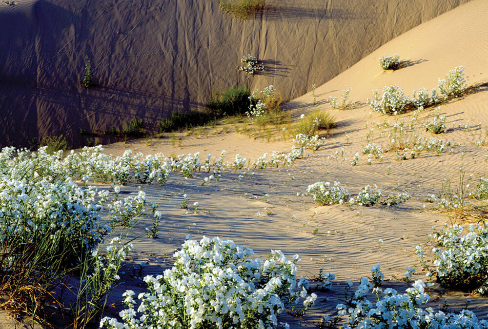 Heliotrope, Pecos River Valley Gypsum Dunes, Monahans, Texas