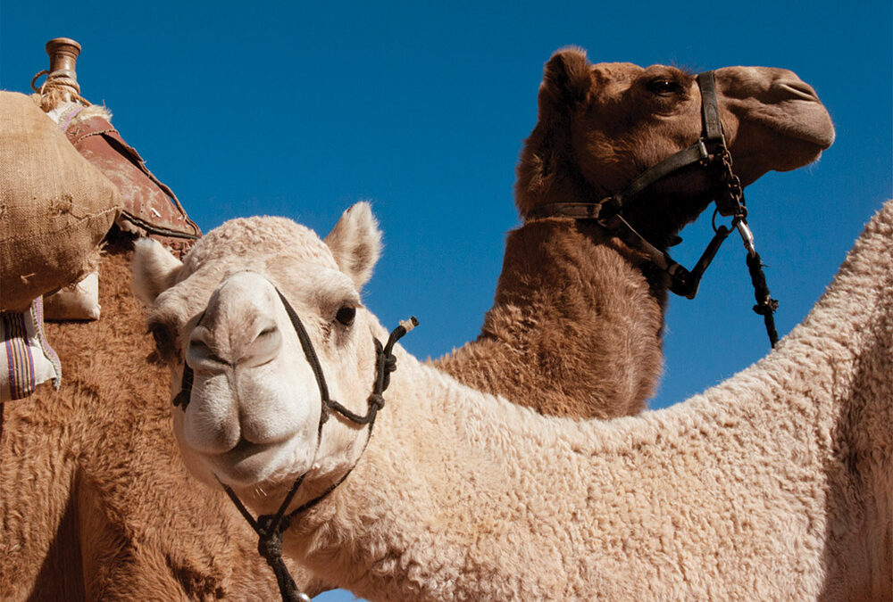 Camels, We Were Here First, Fort Davis, Texas