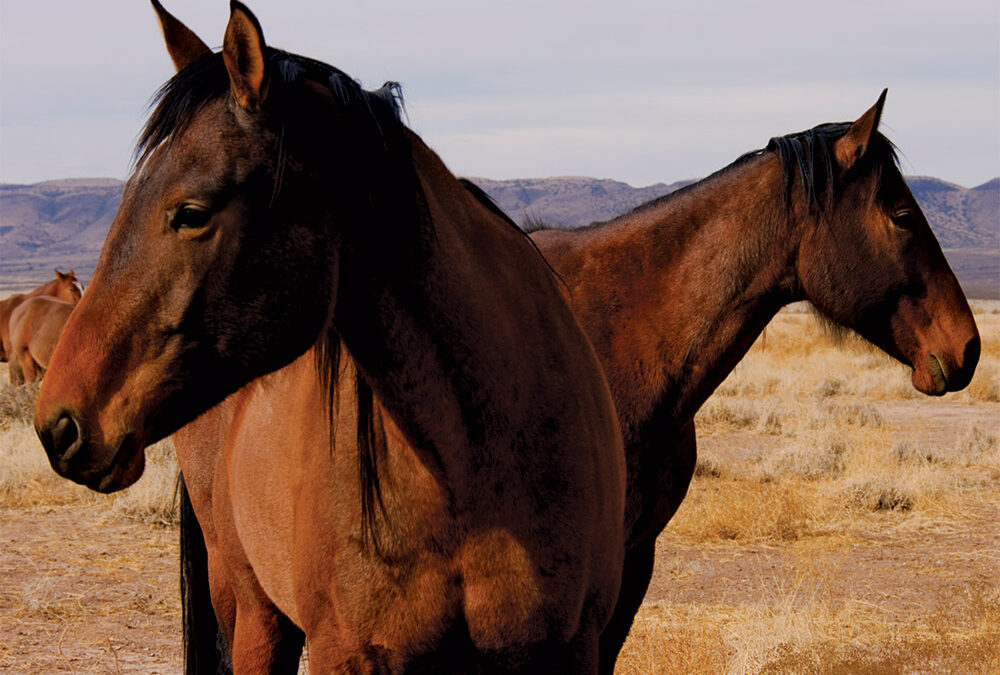 Horse Heads Crossing, Lobo Valley, Texas