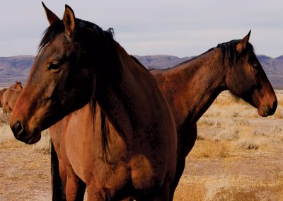 Horse Heads Crossing, Lobo Valley, Texas