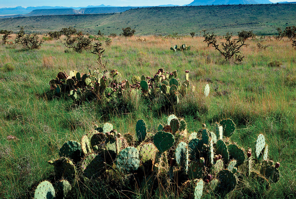 Marfa Lights Grasslands, Davis Mountains, Texas