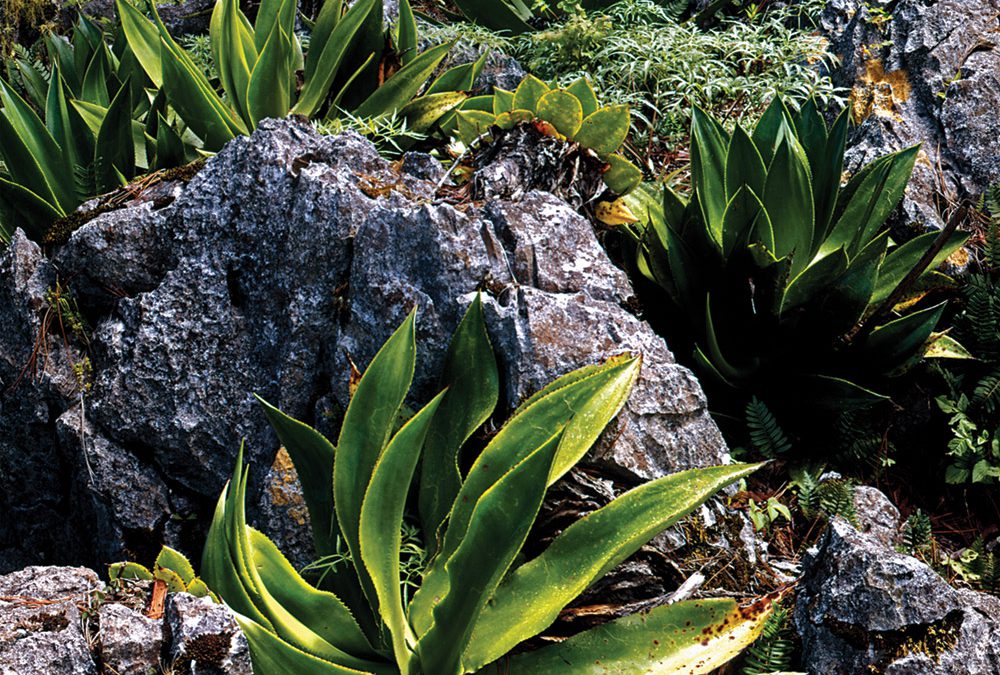 Agaves, Karst Limestone Erosion, Sierra Madre Oriental, Tamaulipas, Mexico