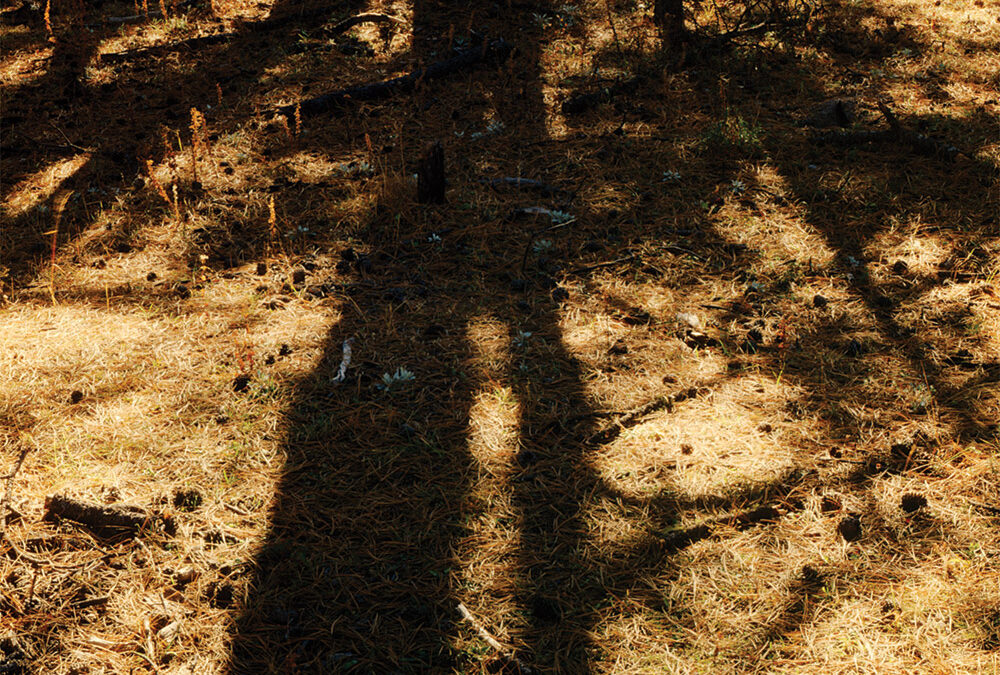 Dry Pines, Rio Conchos, Sierra Madre Occidental, Chihuahua, Mexico