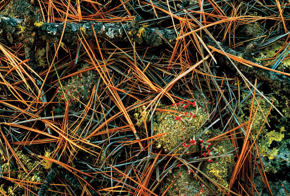 Lichen, Pine Needles, Sierra Madre Occidental, Chihuahua, Mexico