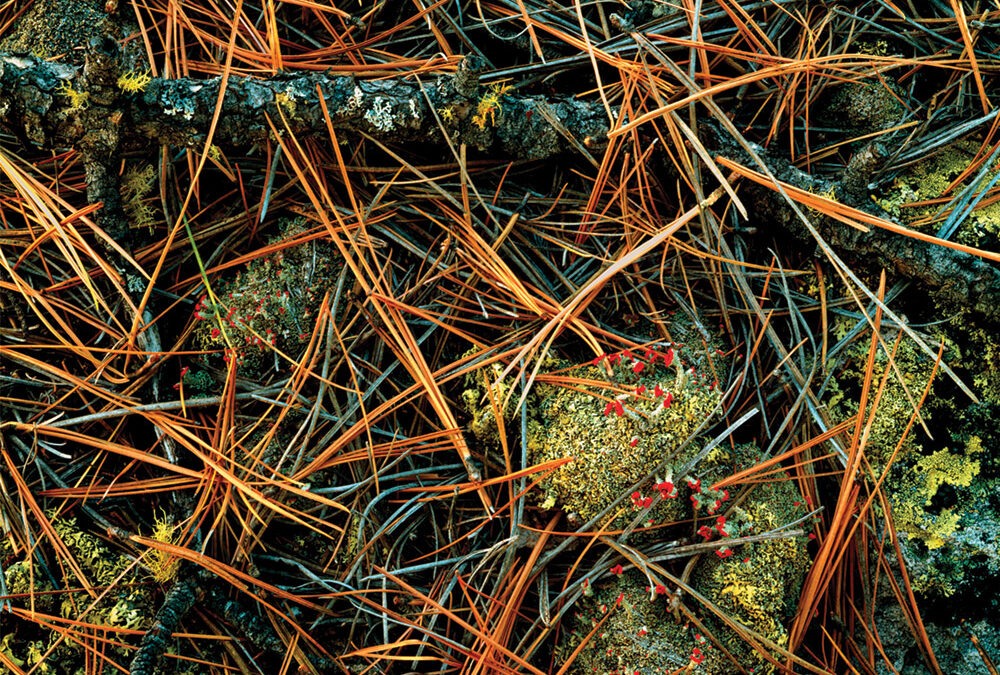 Lichen, Pine Needles, Sierra Madre Occidental, Chihuahua, Mexico