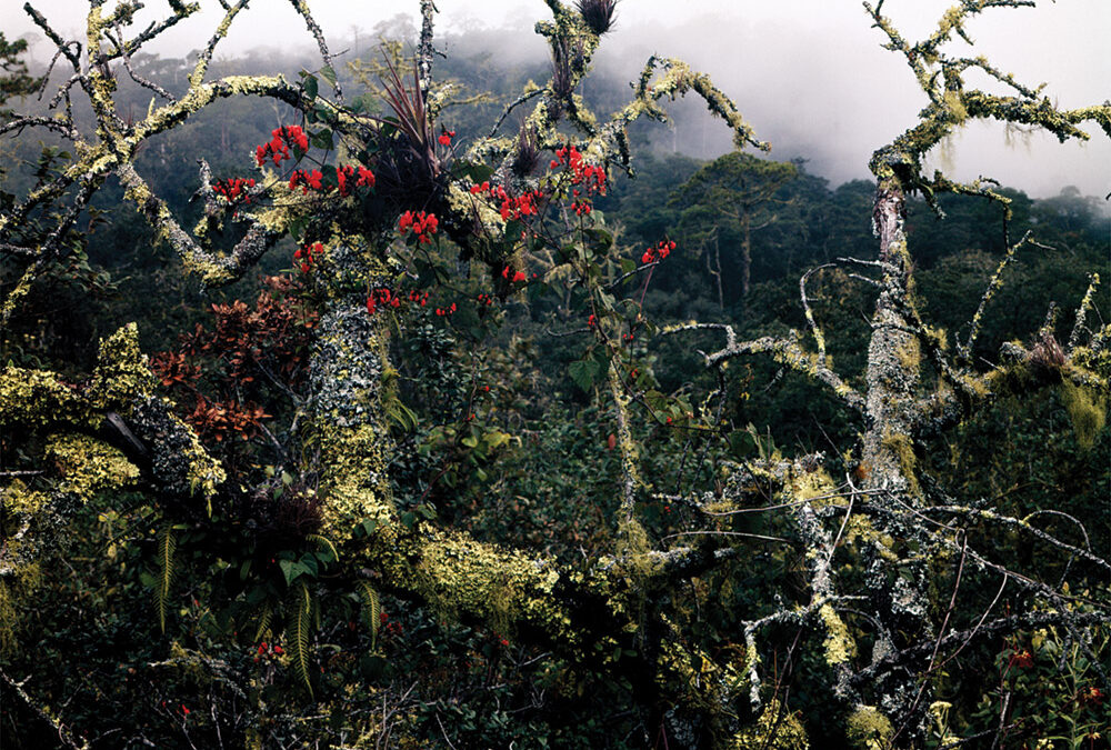 Scarlet Runner Flowers, Lichen, Fog, Sierra Madre Oriental, Tamaulipas, Mexico