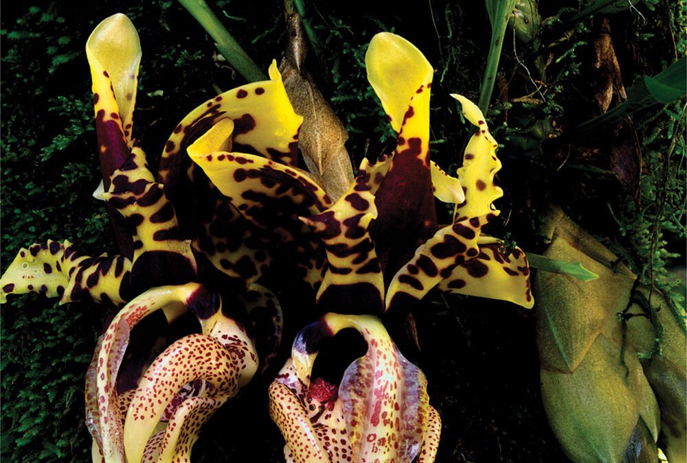 Stanhopea Orchids, Cloud Forest, Sierra Madre Oriental, Tamaulipas, Mexico