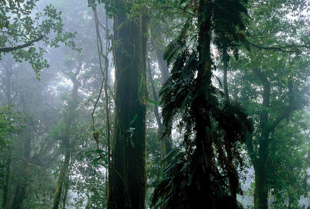 Oak, Fig, Fern, Cactus, Cloud Forest, Sierra Madre Occidental, Chiapas, Mexico
