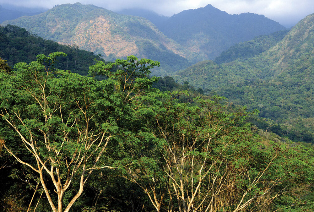 Monkey Ear Acacias, Dry Tropical Forest, Sierra Madre Occidental, Chiapas, Mexico