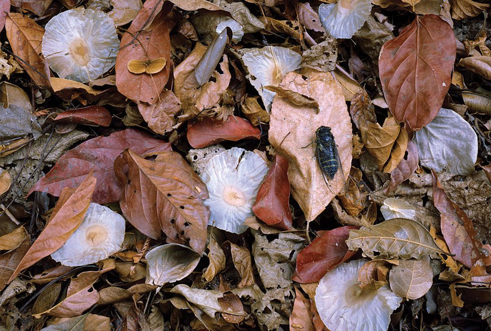 Paper Seeds, Leaves, Cicada, Sierra Madre Occidental, Chiapas, Mexico