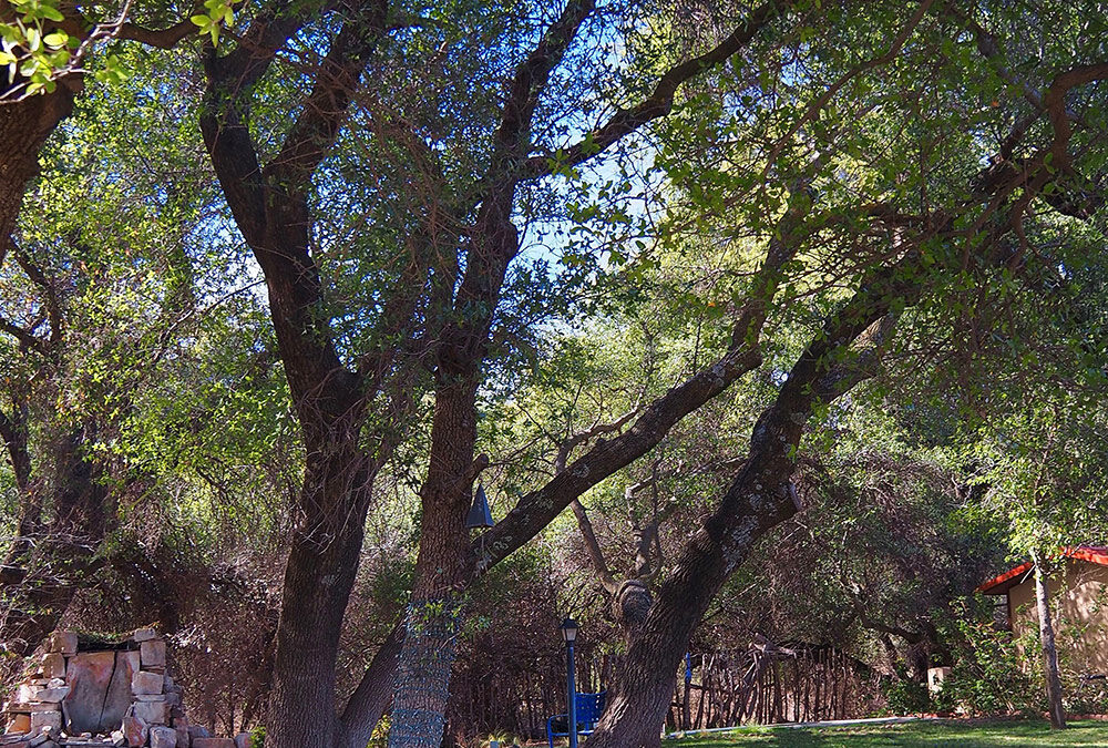 Que Dice Stringfellow Ranch