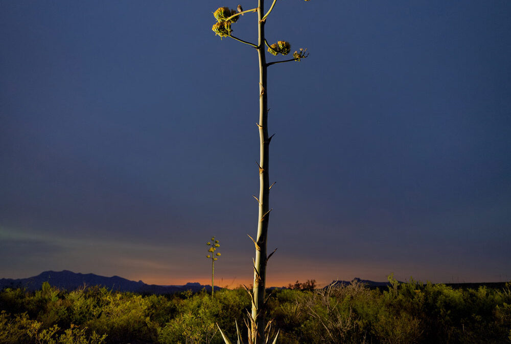 01-Jeffery-Maresh-Last-Gasp-web