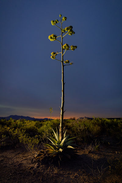 Jeffery-Maresh_Last-Gasp