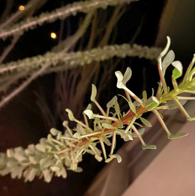 Nadia Dominguez-Presidio