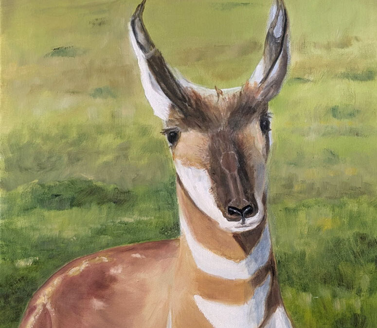 Patty-Moreland-Pronghorn-Oil-on-Canvas-24×26